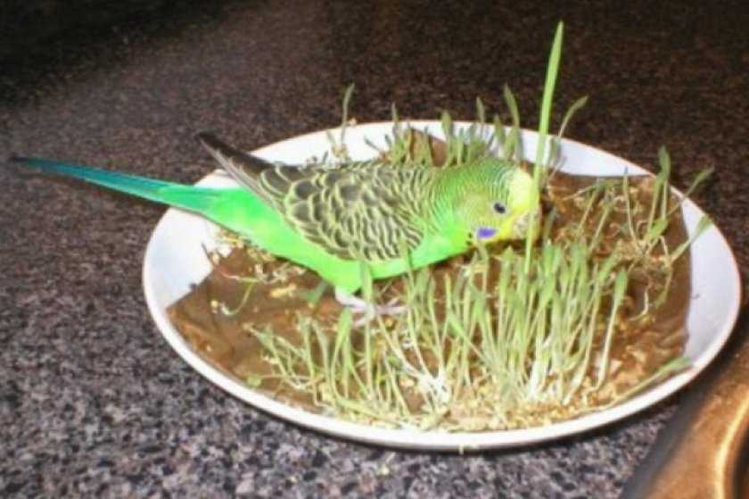 Можно салат попугаям. Рацион питания волнистых попугаев. Пища для попугаев волнистых. Зелень для попугая волнистого. Попугай ест траву.