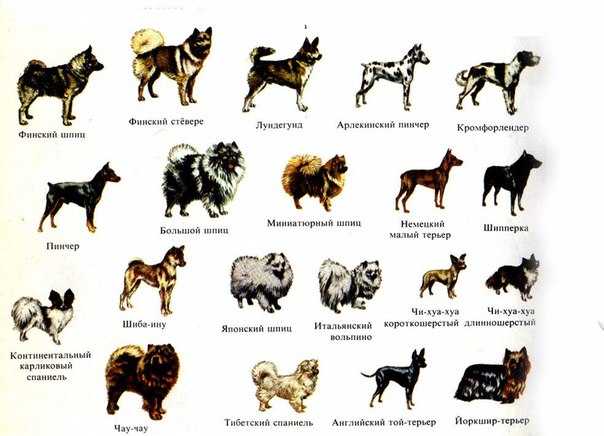 Где находится порода. Атлас определитель породы собак. Атлас определитель породы средних собак. Мелкие породы собак атлас определитель. Атлас определитель породы собак 2 класс.