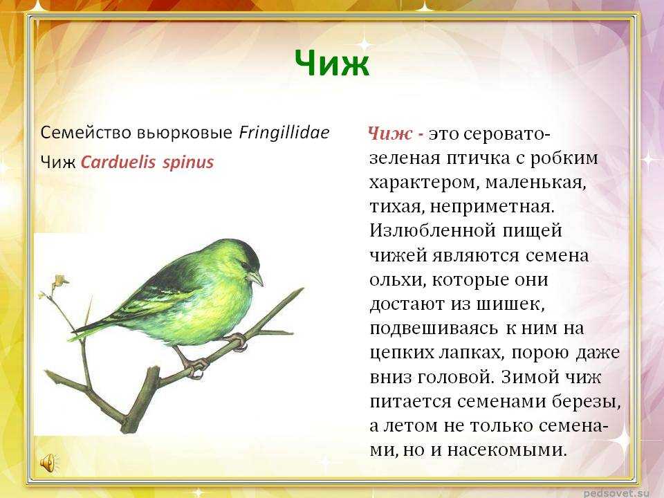 Чижик с 23 ноября. Чиж птица описание. Чиж описание. Рассказ Чиж. Чиж описание для детей.