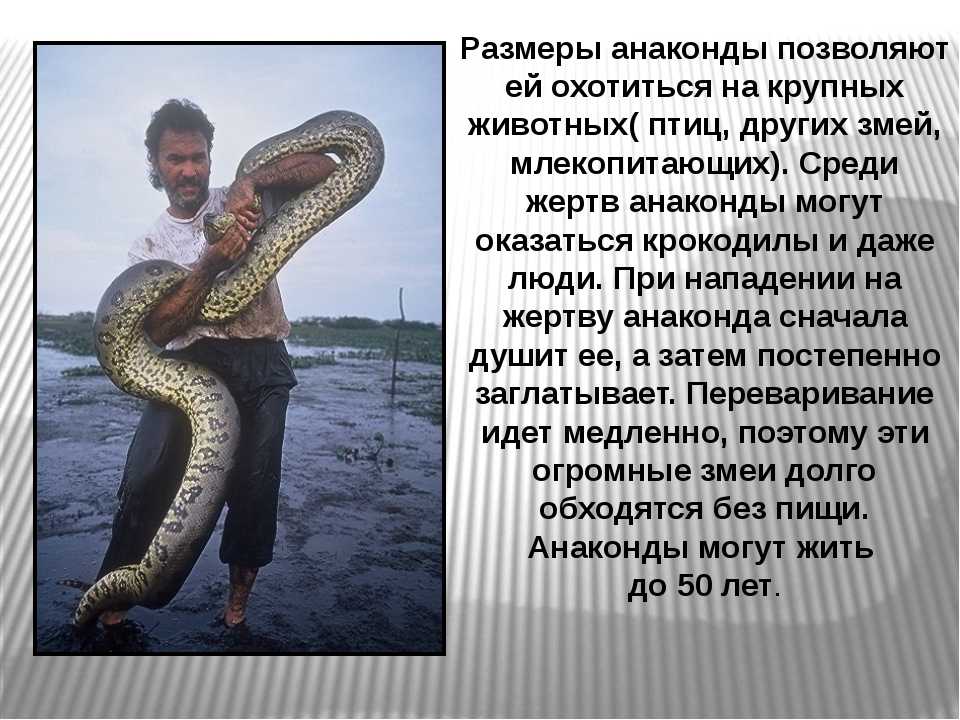 Читать про змею