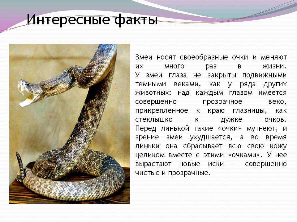 Заклинатель змей рассказ