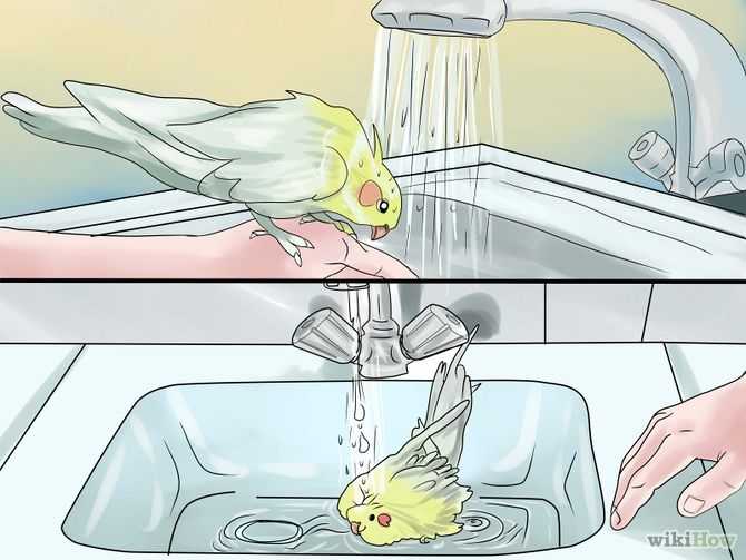 Можно мыть попугаев. Попугай купается. Корелла купается. Корелла моется. Попугай купается в ванночке.