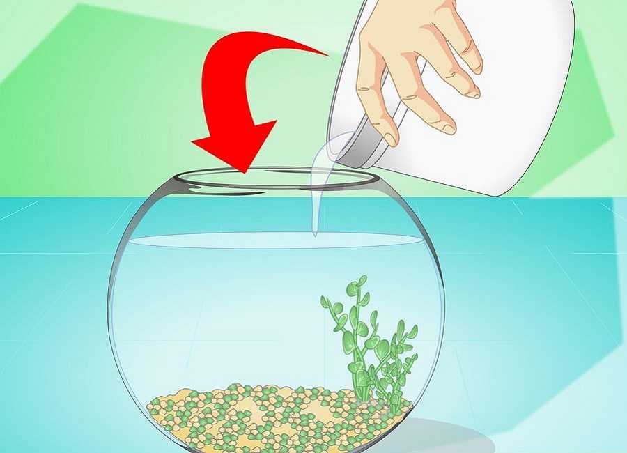 Как часто менять воду петушкам