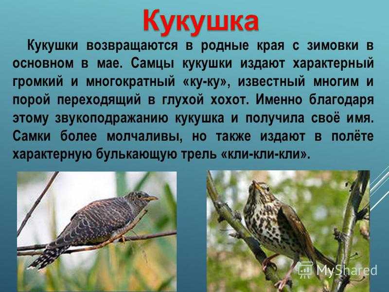 Кукушка фото и описание