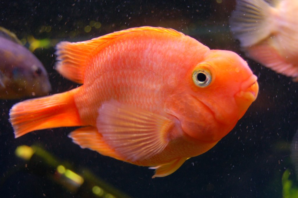 Оранжевая аквариумная рыбка. Аквариумная рыбка Апельсинка. Цихлида попугай оранжевый. Аквариумная рыбка Йохани оранж. Оранжевая рыбка.