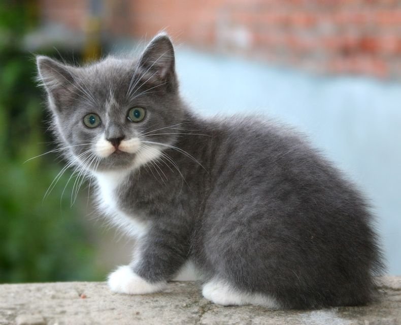 Серо белый котенок. Серо-белый котёнок. Бело серый котенок. Серо белый кот. Серые котики с белыми лапками.