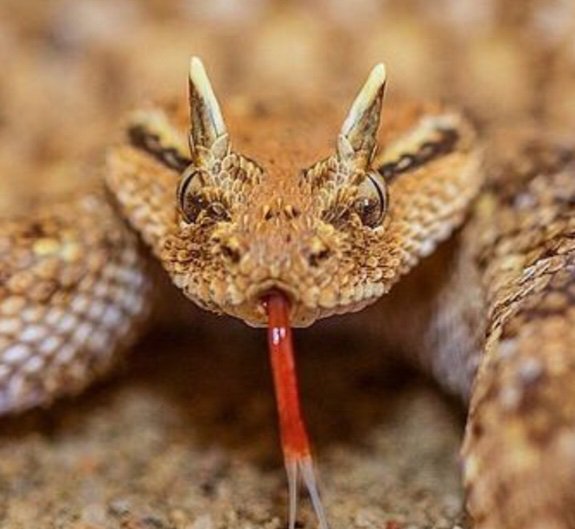 Рогатая гадюка. Cerastes змея. Рогатая гадюка в пустыне. Рогатый полоз. Saharan Horned Viper.