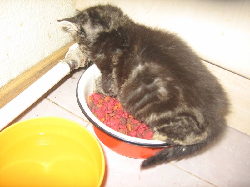 Сколько коты могут без еды и воды. Котоматрица "Расцветали мисочки с едою. Кот ест мыло. Почему коты подсаживаются на корм. Тут нет никакой собаки фото.