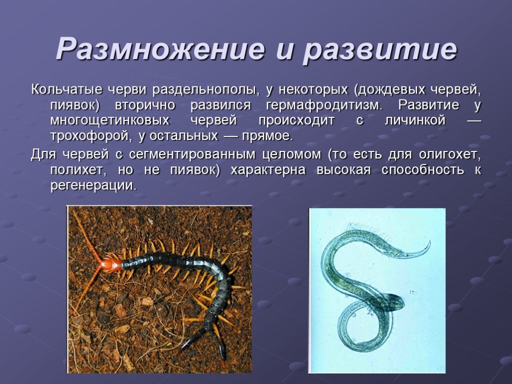 Особенности жизнедеятельности червя. Тип кольчатые черви 7 класс биология. Тип развития кольчатых червей. Особенности размножения кольчатых червей. Малощетинковые дождевой червь.