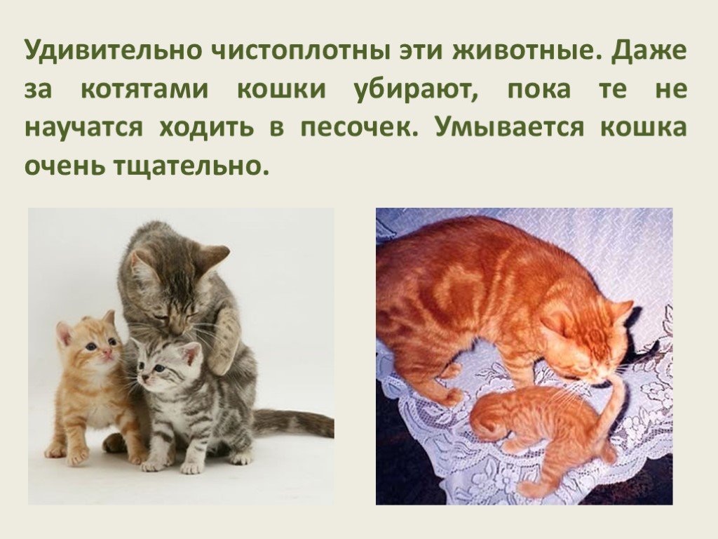 Мире животных про кошку. Котики для презентации. Сообщение о котенке. Котенок для презентации. Презентация на тему кошки.