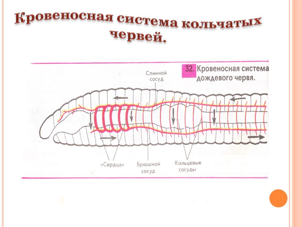 У каких червей замкнутая кровеносная