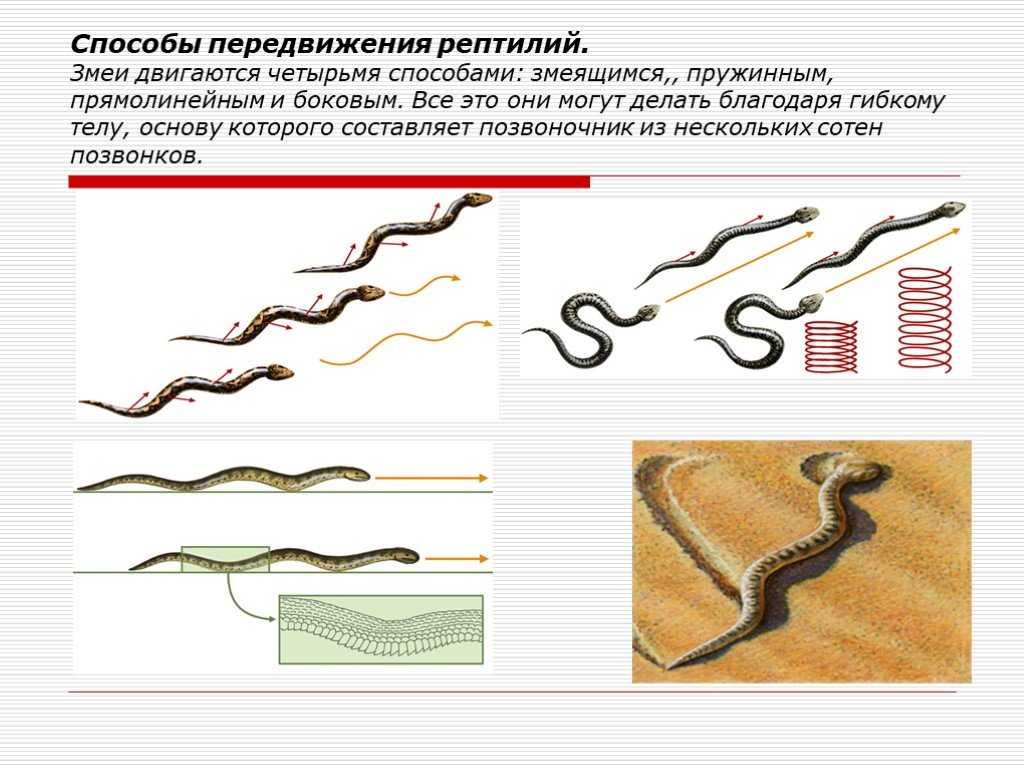 Способы передвижения. Способ передвижения рептилий. Способы передвижения змей. Способы движения змеи. Способ передвижения змеи.