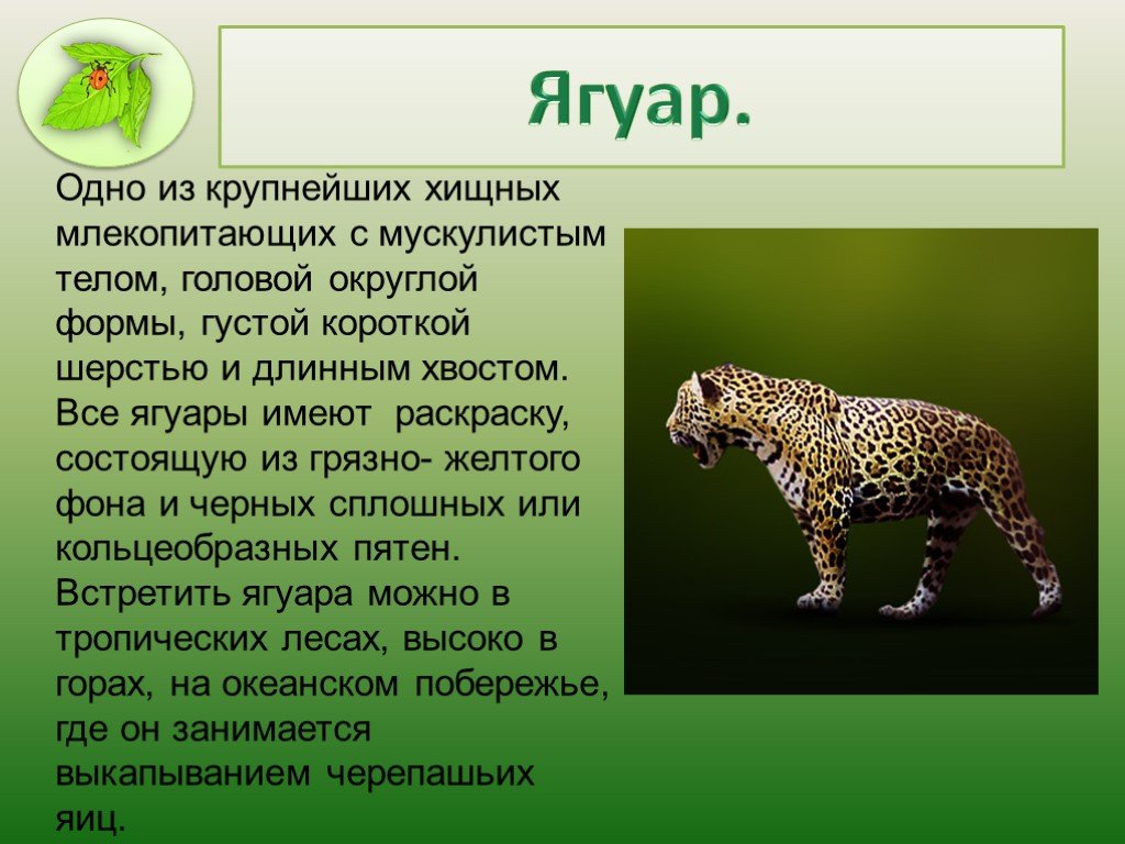 Научный текст про ягуара. Презентация на тему Ягуар. Ягуар описание животного. Доклад про ягуара. Сообщение о Ягуаре кратко.