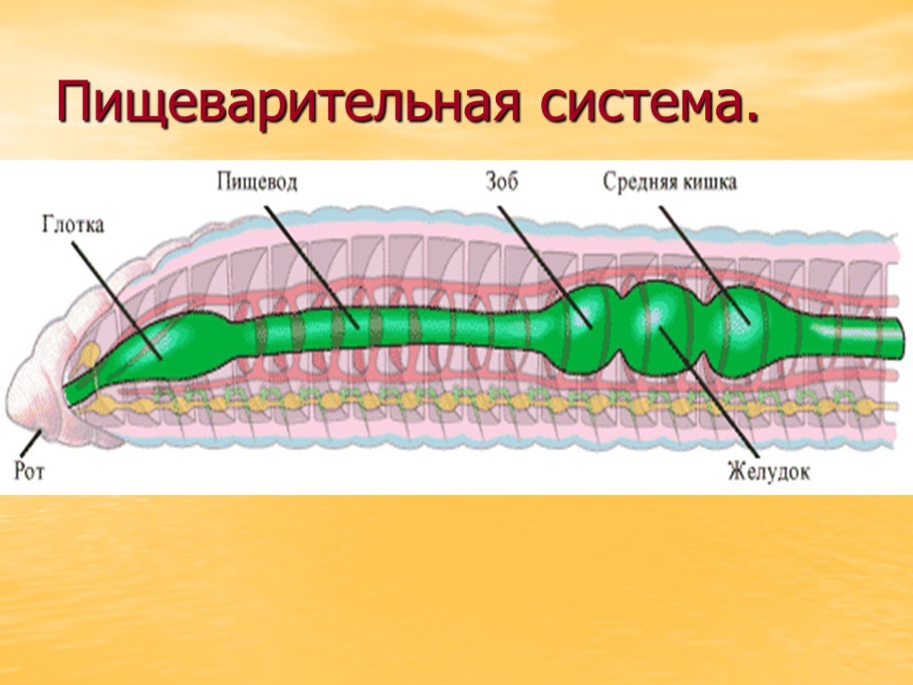 Внутреннее строение кольчатых. Пищеварительная система кольчатых червей 7 класс. Пищеварительная система кольчатых червей 7 класс биология. Дыхательная система кольчатых червей 7 класс. Система строения кольчатых червей.