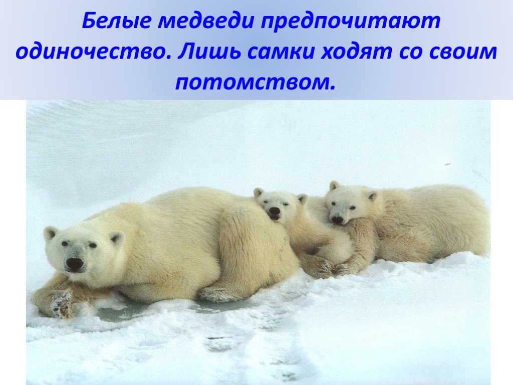 В какой зоне встречается белый медведь. Международный день полярного медведя. Всемирный день белого медведя. Международный день полярного медведя в старшей группе. 27 Февраля день полярного медведя.