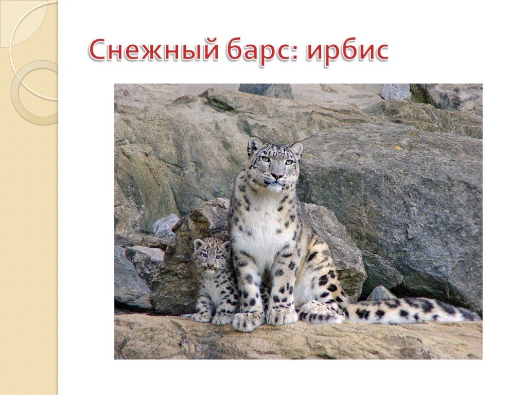 Снежный барс красная книга краткое