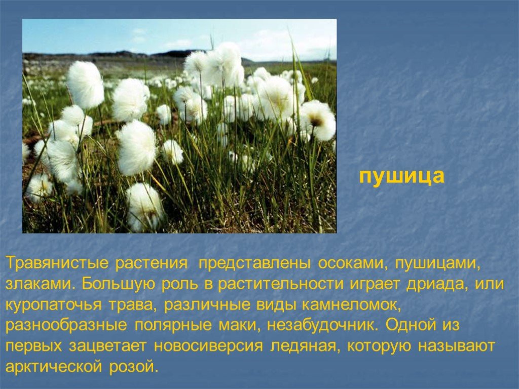 Сообщение 4 класс окружающий растения тундры. Полярная пушица. Пушица Болотная описание для детей 2. Пушица растение описание. Пушица узколистная описание.