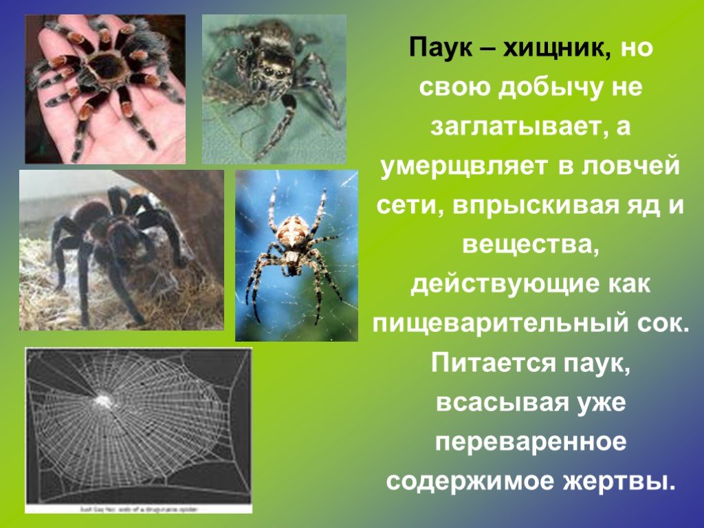 Паукообразные сообщение. Паукообразные презентация. Пауки презентация. Презентация про пауков. Презентация на тем пауки.