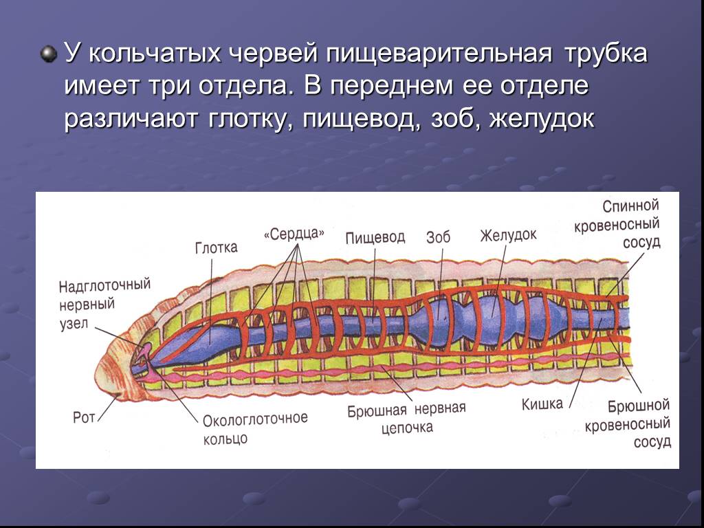 Строение пищеварительной системы червя. Нерв система кольчатых червей. Кольчатые черви внутреннее строение. Внутренне строение кольчатого червя. Анатомия кольчатых червей.