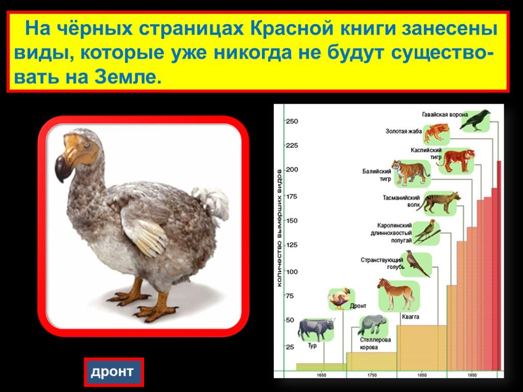 Почему черная страница. Чёрные строницыкрасной книги. Черные страницы красной книги России. Чёрные страницы красной книги животные. Животтые которые занесены в чёрную книгу.
