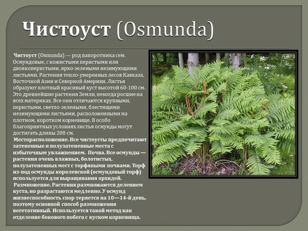 Папоротники презентация. Род Осмунда папоротники. Папоротник чистоуст описание. Папоротник чистоуст факты. Папоротниковидные презентация.