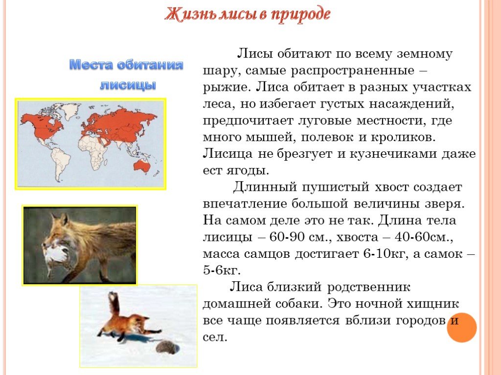 Доклад про лисов. Лиса доклад. Где обитают лисы. Доклад про лису. Презентация на тему лиса.