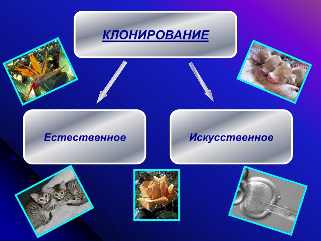 Клонирование. Презентация на тему клонирование. Типы клонирования. Естественное клонирование в биологии. Естественное и искусственное клонирование.