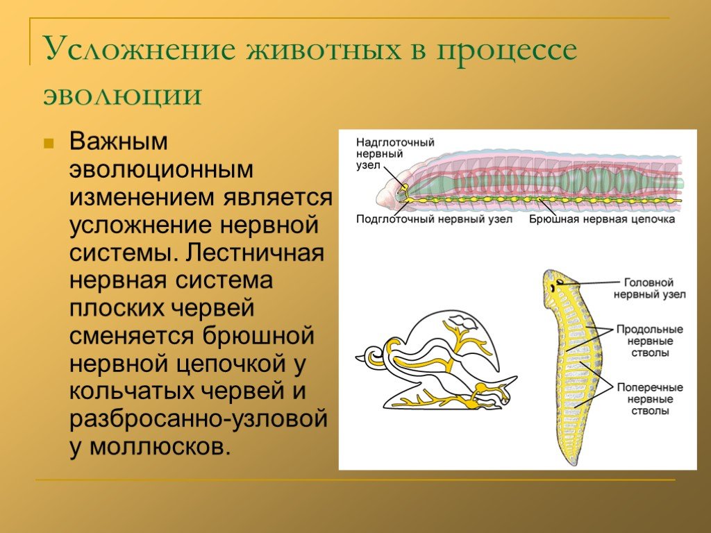 Усложнение червей. Последовательность развития нервной системы при эволюции животных. Нервная система плоских червей. Нервная система у плоских червей состоит из.
