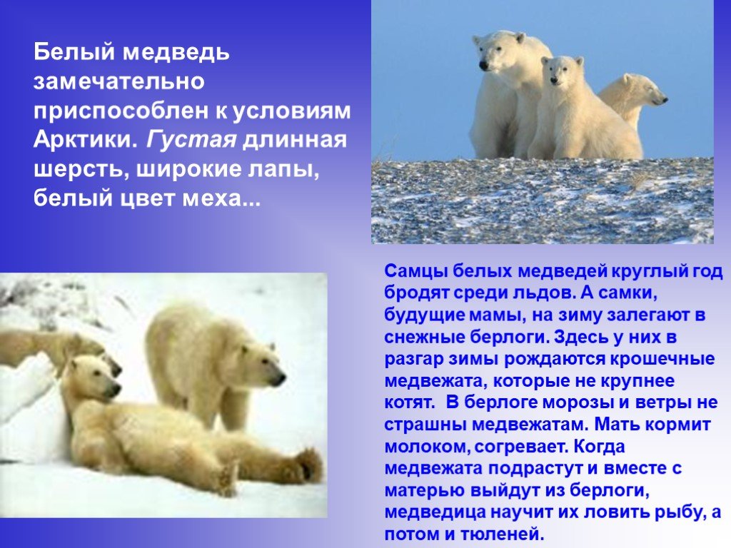 В какой среде обитает белый медведь. Арктические животные белый медведь. Приспособления белого медведя. Презентация на тему Арктика. Информация о белом медведе.