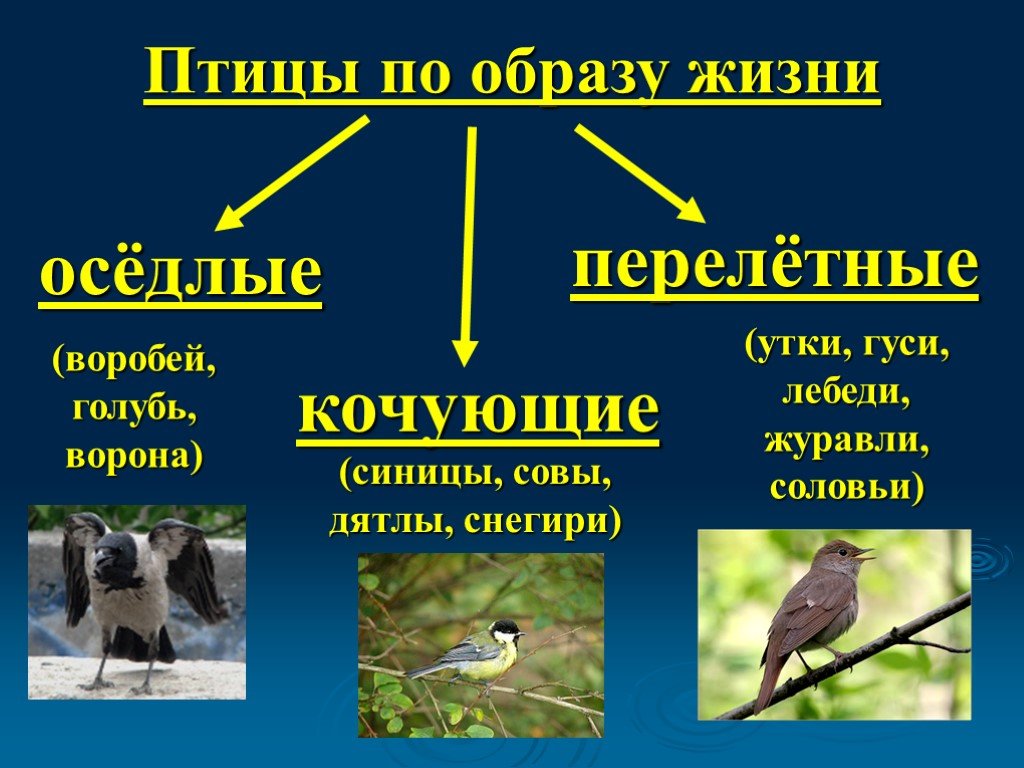 Оседлые это какие. Птицы для презентации. Оседлые Кочующие и перелетные птицы. Образ жизни птиц. Птицы по образу жизни.