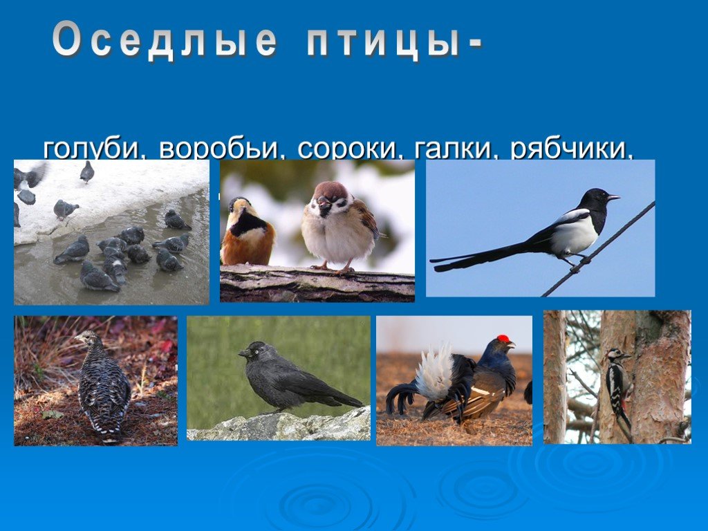 Жизнь мигрирующих и оседлых птиц. Оседлые птицы. Перелетные и оседлые птицы. Оседлые зимующие птицы. Оседлые зимующие и перелетные птицы.