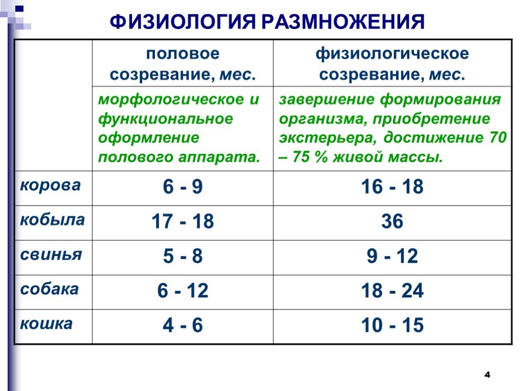 Пубертатный период температура. Половое созревание у собак. Половая зрелость у собаки наступает.