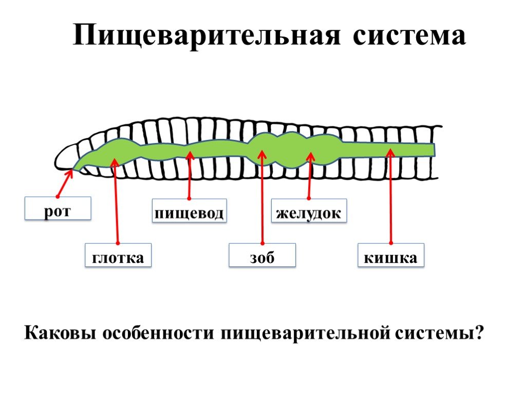 Пищеварение червей. Тип кольчатые черви пищеварительная система. Пищеварение кольчатых червей. Схема строения пищеварительной системы кольчатых червей. Пищеварительная система кочетые червей.