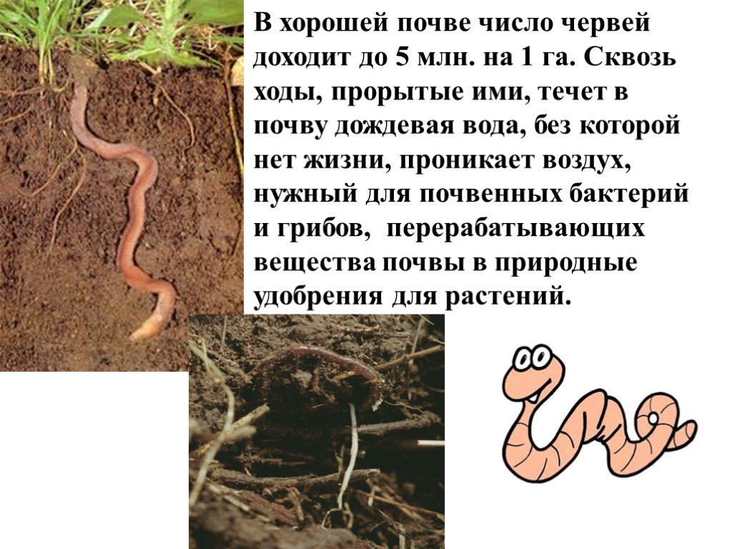 Где живут черви. Дождевые черви рыхлят почву. Влияние дождевых червей на почву. Дождевые черви в почве. Ходы дождевых червей в почве.