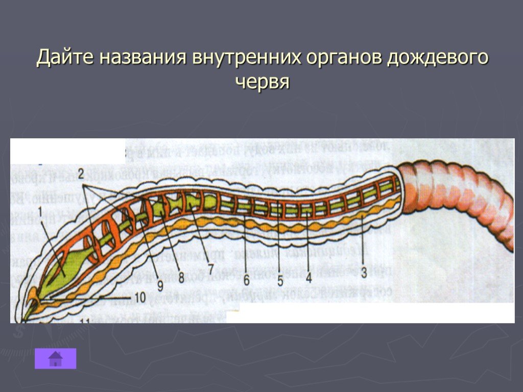 Строение тела червя. Схема продольного разреза дождевого червя 7 класс. Кольчатые черви строение дождевого червя. Строение кольчатого червяка. Внутреннее строение дождевого червя.