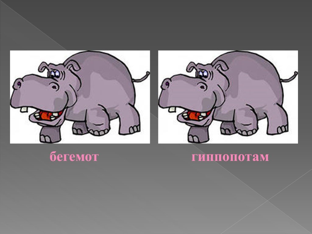 Бегемот и гиппопотам отличие. Гиппопотам и Бегемот. Гиппопотам и Бегемот отличия. Различие гиппопотама и бегемота. Бегемот гиппопотам синонимы.