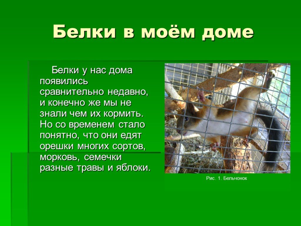 Белок в домашнем условии. Белка в неволе. Размножение белок обыкновенных. Белки проект по биологии. Разведение белок в домашних условиях.