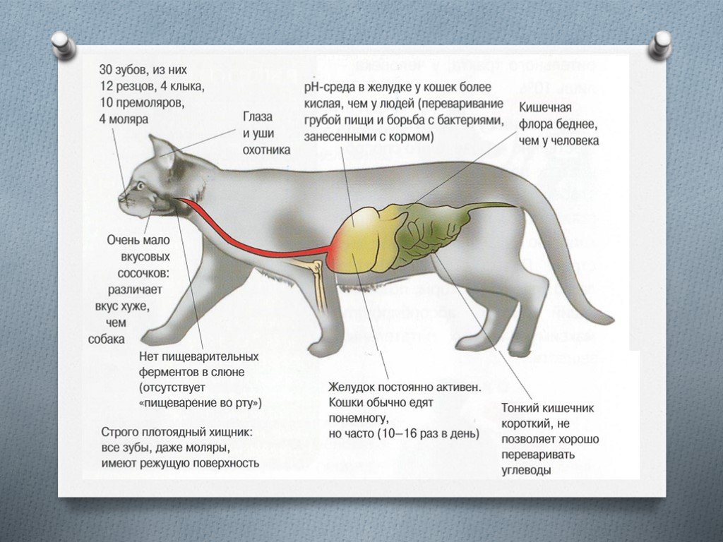 Сколько переваривается куриная. Строение пищеварительной системы кота. Анатомия ЖКТ собаки. Строение желудка собаки. Пищеварительная система кошки анатомия.