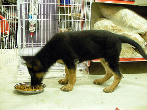 В отдельных случаях ветеринар может назначить щенку кормление сухим кормом