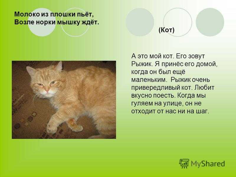 Презентация про кота 1 класс