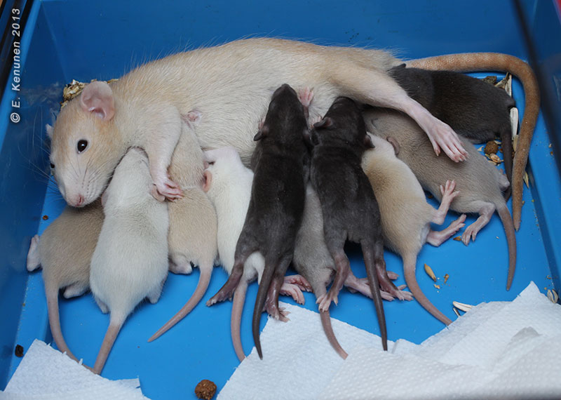 Развитие мышей. Новорожденные крысята Дамбо. Новорожденные крысы Дамбо. Новорожденный крысенок Дамбо. Крысы Дамбо Детеныши.