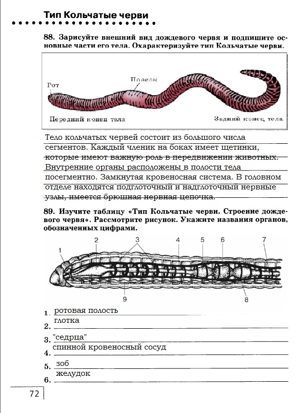 Рассмотрите рисунок выберите название органов обозначенных цифрами укажите систему