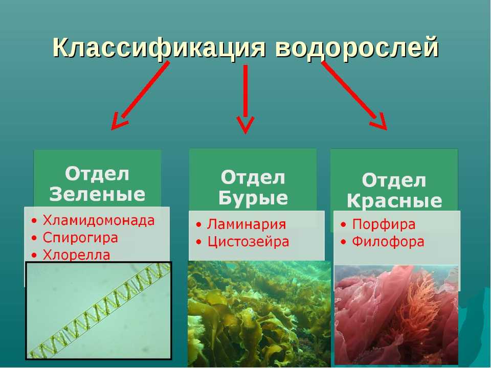 Водоросли относятся к животным. Классификация водорослей таблица. Классификация одноклеточных водорослей. Классификация групп водорослей. Классификация водорослей схема.
