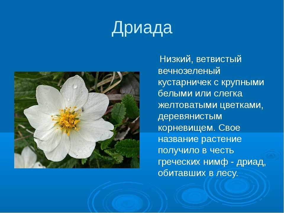 Растения тундры 4 класс. Сообщение о растении тундры. Сообщение о растении ту. Сведения о растениях тундры.