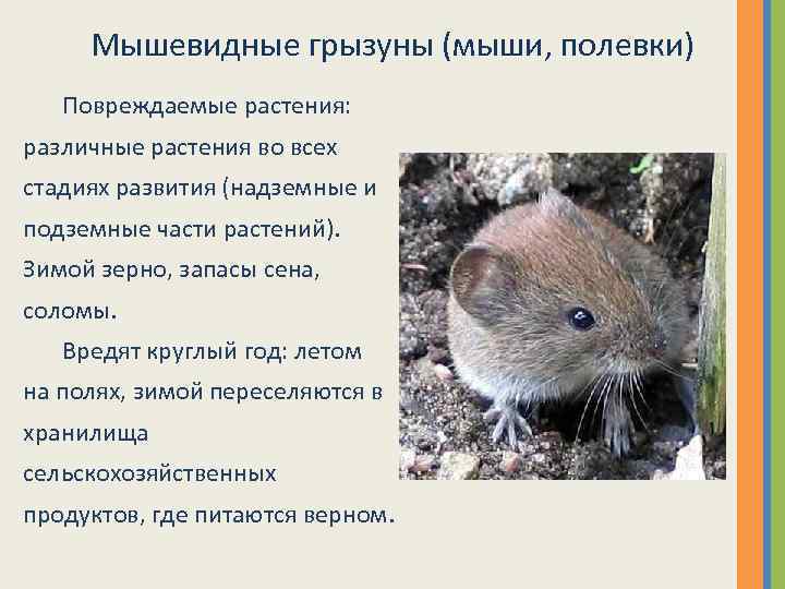 Какие типы мышей. Мышь полевка выводок. Информация о полёвке. Грызуны вредители растений. Информация о полевой мыши.