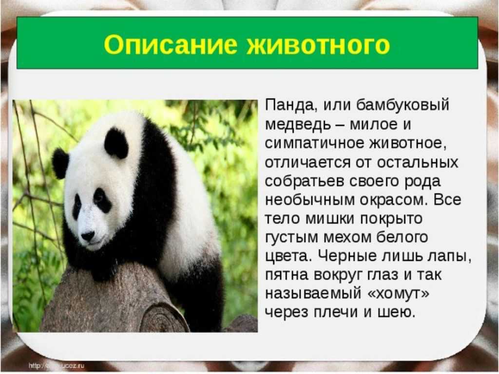 Когда вышла 1 панда. Описание панды. Рассказ о панде. Сообщение о панде. Доклад про панду.