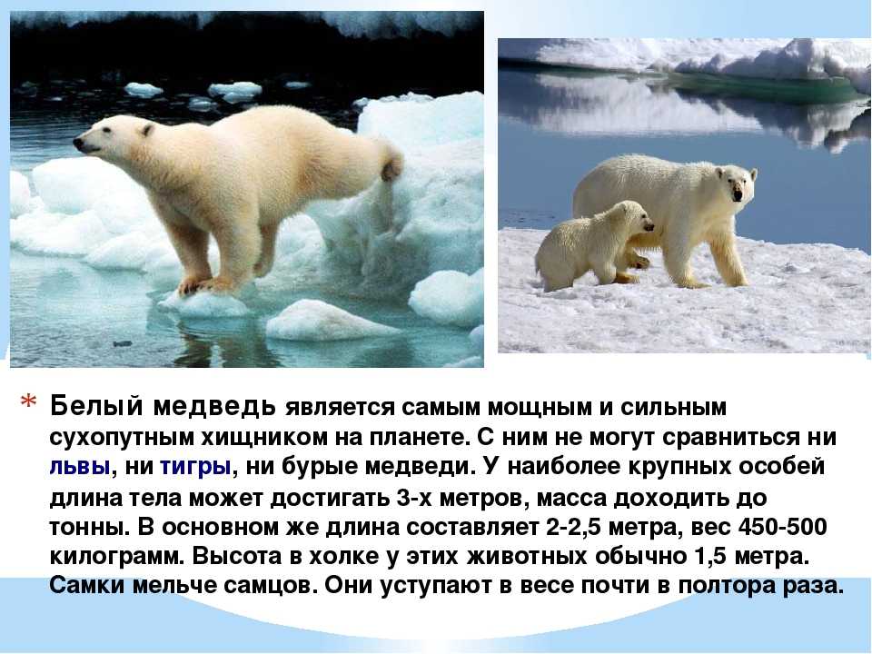 На территории какого государства обитает белый медведь. Рассказ о белом медведе. Северный Ледовитый океан белый медведь. Доклад про белого медведя.