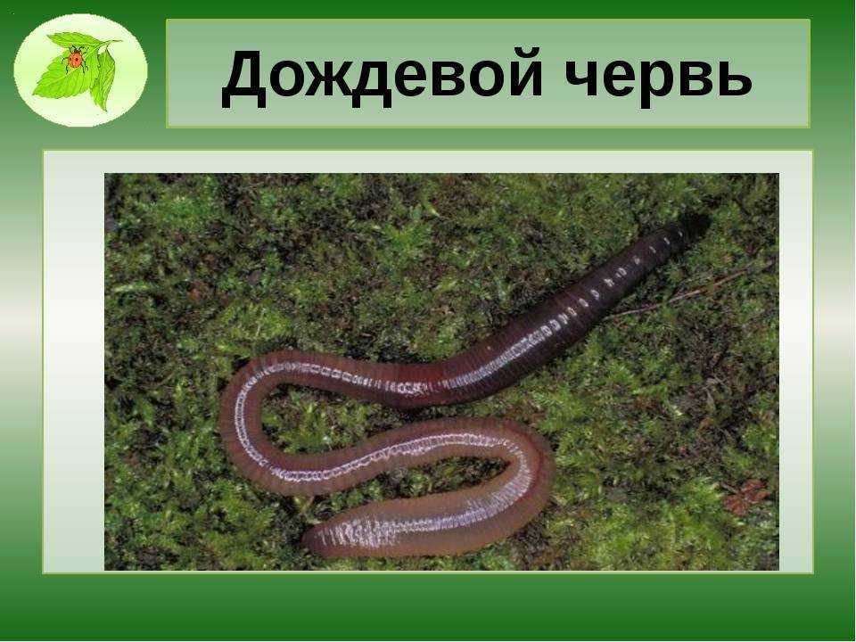 Дождевой червь обитает в среде. Дождевой червь в природе.