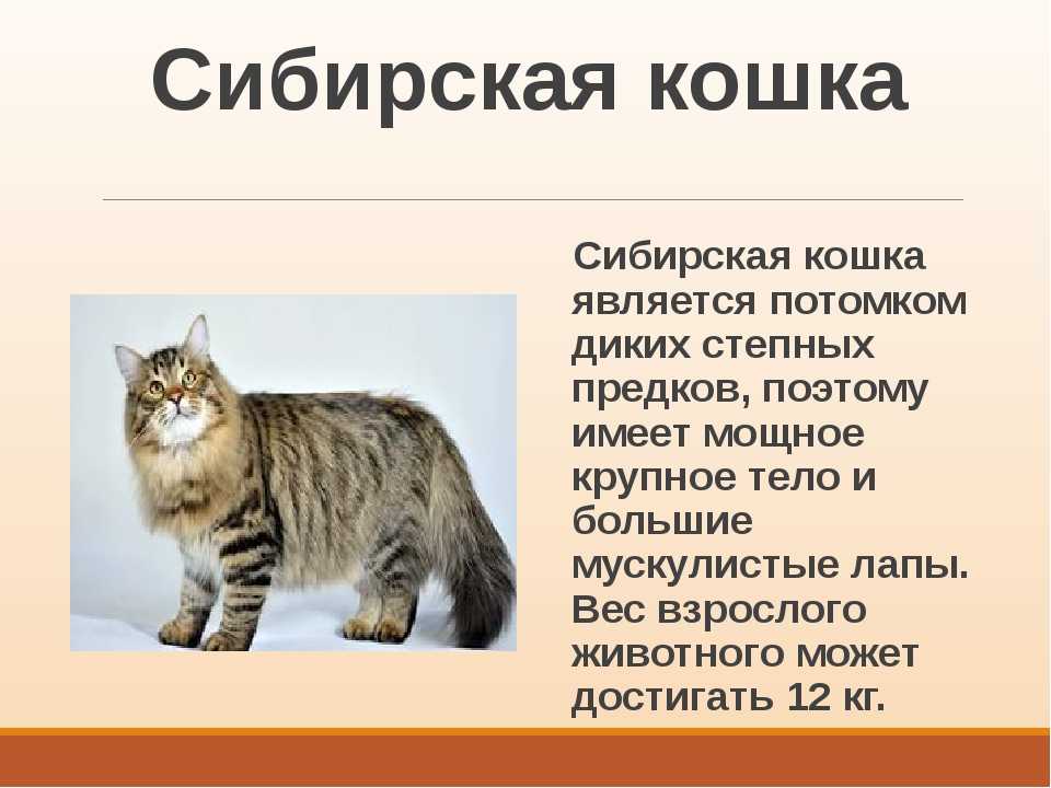 Рассказ о кошках окружающий мир. Сообщение о кошке. Описание домашней кошки. Доклад о котах. Сообщение о домашних кошках.