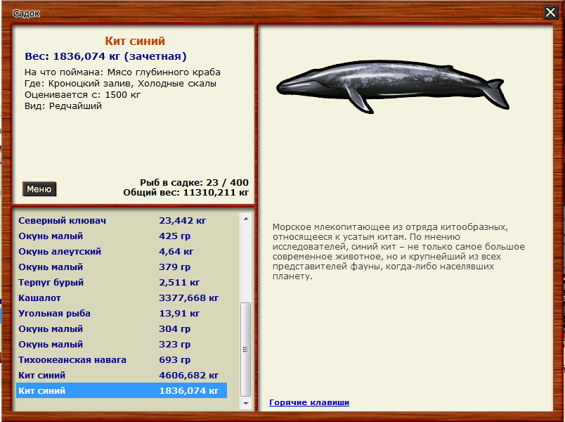 Самый большой кит размеры и вес. Синий кит длина и вес. Сколько весит синий кит. Сколько весит синий кит длина.